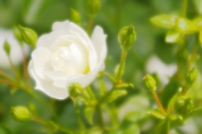 白いバラ２.jpg
